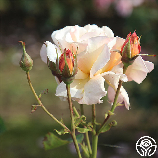 Pearlie Mae Hardy Rose | Yellow Rose Plant – Heirloom Roses