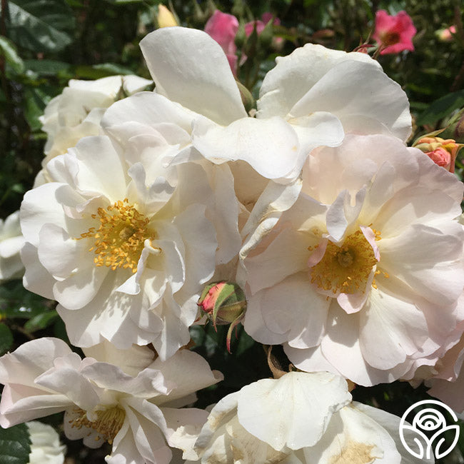 Penelope Rose - Hybrid Musk - Very Fragrant – Heirloom Roses