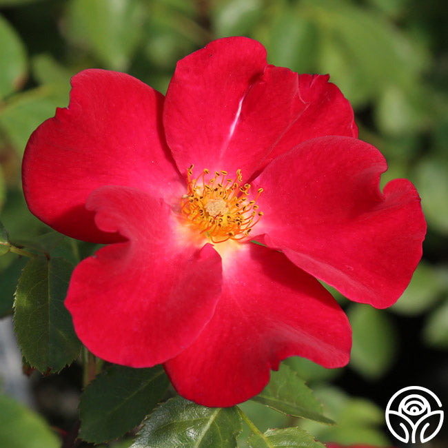 Beales Roses Peter Beales Rose - Shrub - Exceptionally Fragrant – Heirloom Roses