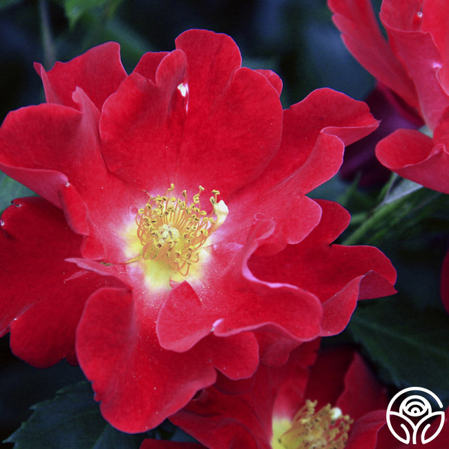Beales Roses Peter Beales Rose - Shrub - Exceptionally Fragrant – Heirloom Roses