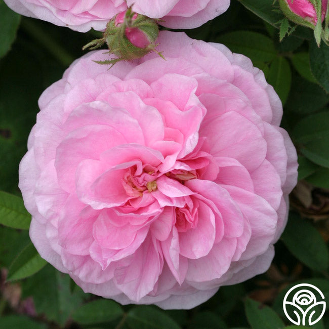 Petite de Holland Rose - Centifolias - Very Fragrant – Heirloom Roses