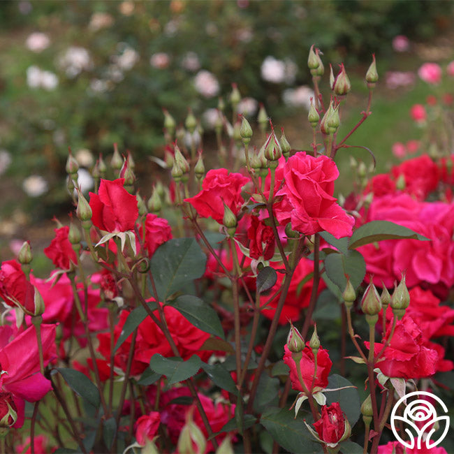 Piccolo Pete Hardy Rose | Red Rose Bush – Heirloom