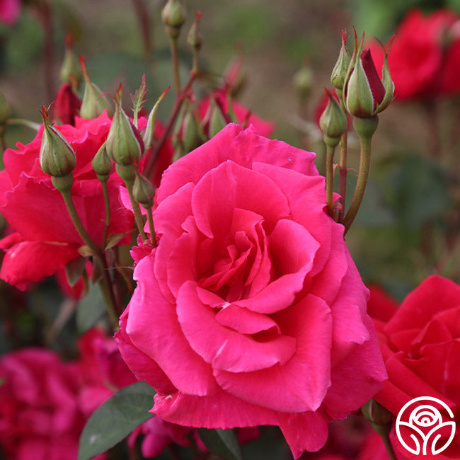 Piccolo Pete Hardy Rose | Red Rose Bush – Heirloom