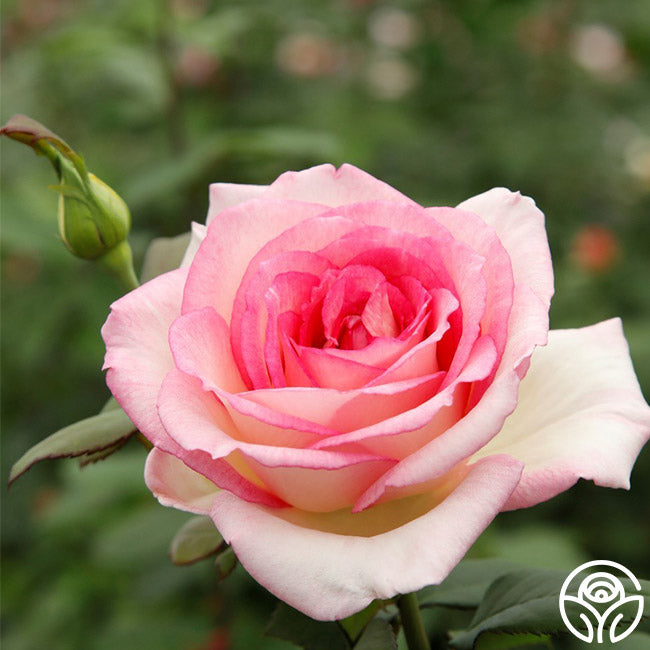 Eleganza Pink EnchantmentHybrid Tea Rose | Pink Rose Bush