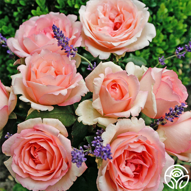 Enhanced Roses Pink Enchantment Rose - Hybrid Tea - Moderately Fragrant – Heirloom Roses