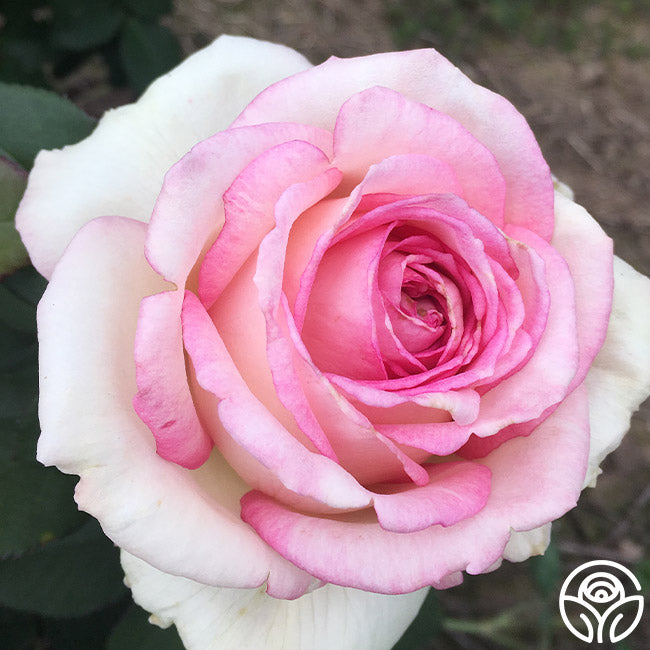 Eleganza Pink EnchantmentHybrid Tea Rose | Pink Rose Bush