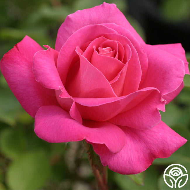 Pink Peace Rose - Hybrid Tea - Very Fragrant – Heirloom Roses