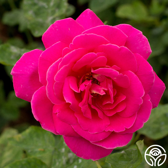 Pink Peace Rose - Hybrid Tea - Very Fragrant – Heirloom Roses