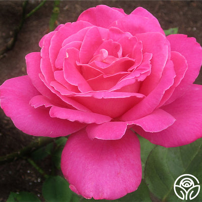 Pink Peace Pink Peace Rose - Hybrid Tea - Very Fragrant – Heirloom Roses