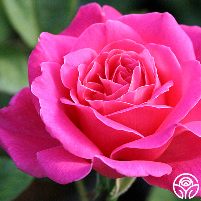 Pink Peace Rose - Hybrid Tea - Very Fragrant – Heirloom Roses
