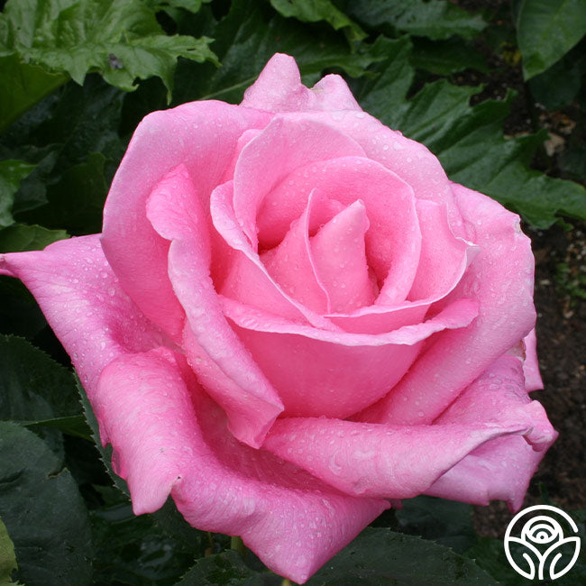 Perfume Delight Rose - Hybrid Tea - Very Fragrant – Heirloom Roses
