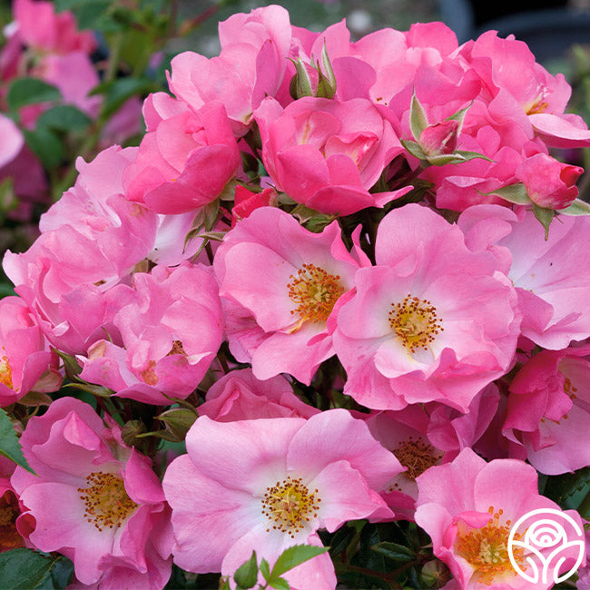 Forever & Ever® Pink | Pink Shrub Rose Bush – Heirloom Roses