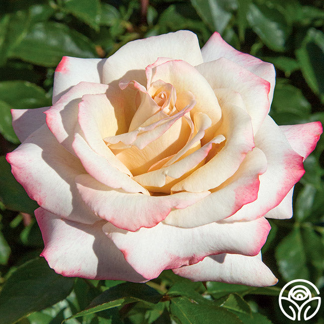 Pinkerbelle™ | Colorful Hybrid Tea Rose Bush – Heirloom