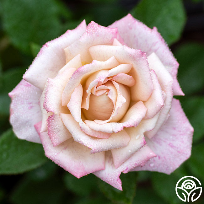 Pinkerbelle™ | Colorful Hybrid Tea Rose Bush – Heirloom