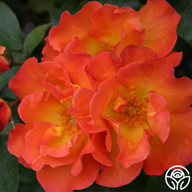 Heirloom Roses Playboy Rose - Thumbnail 3