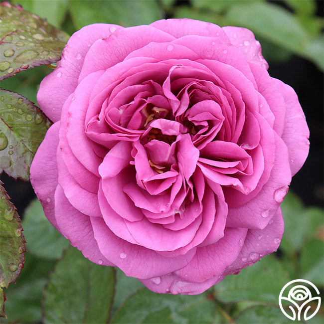 Plum Perfect Rose - Floribunda - Lightly Fragrant – Heirloom Roses