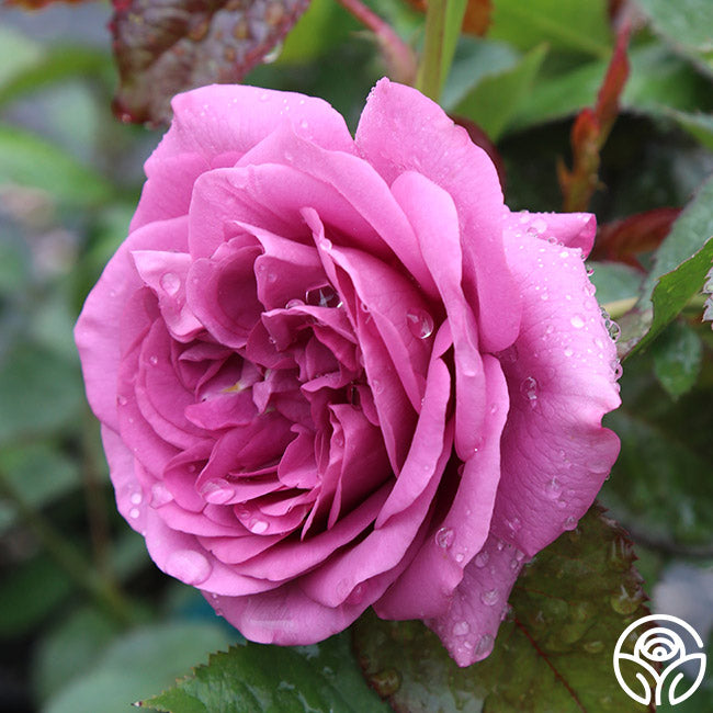 Plum Perfect Rose - Floribunda - Lightly Fragrant – Heirloom Roses