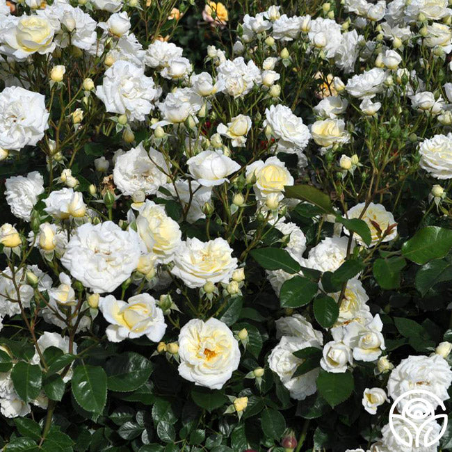 Polar Raspberry Rose Polar Express Rose - Shrub - Moderately Fragrant – Heirloom Roses