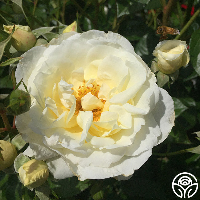 Polar Raspberry Rose Polar Express Rose - Shrub - Moderately Fragrant – Heirloom Roses