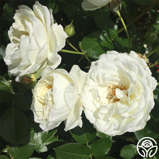 Polar Raspberry Rose Polar Express Rose - Shrub - Moderately Fragrant – Heirloom Roses