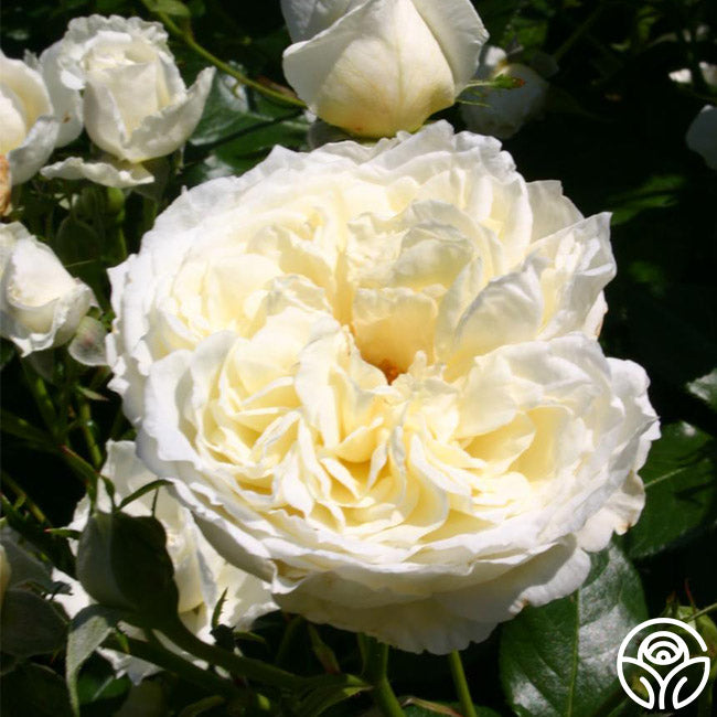 Polar Raspberry Rose Polar Express Rose - Shrub - Moderately Fragrant – Heirloom Roses
