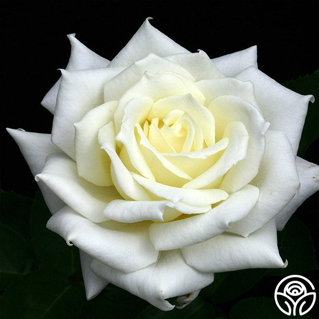 Polar Raspberry Rose Polar Star® – Heirloom Roses