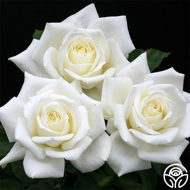 Polar Star® | White Hybrid Tea Rose Bush – Heirloom