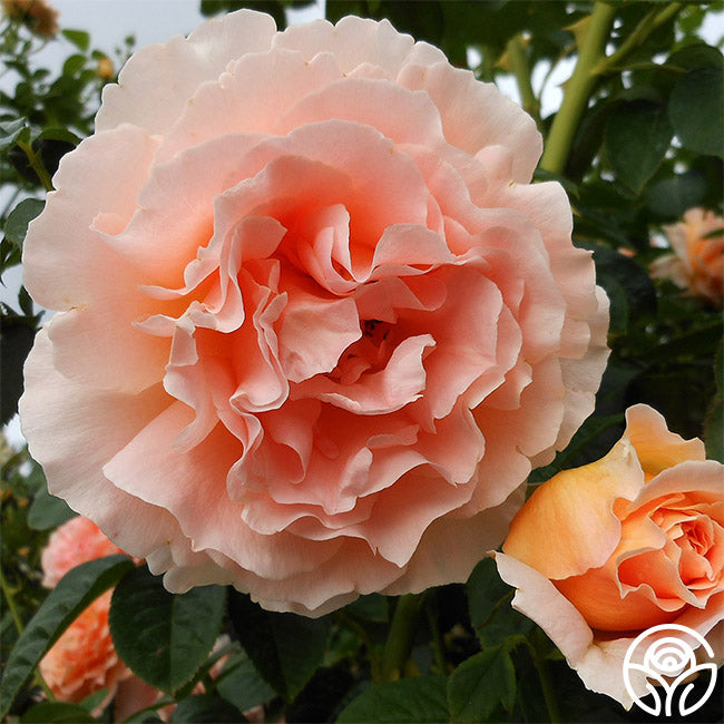 Heirloom Roses Polka - Thumbnail 4