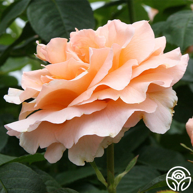 Heirloom Roses Polka Climbing Rose