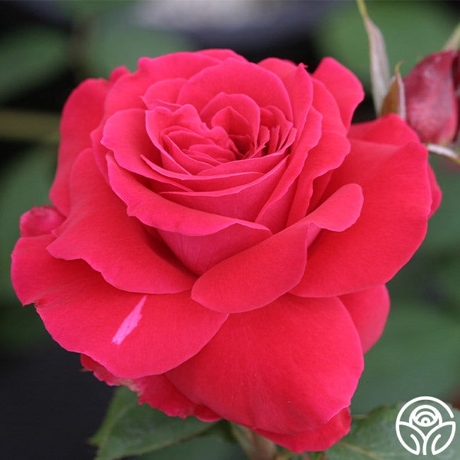 Polonaise Rose - Hardy - Lightly Fragrant – Heirloom Roses