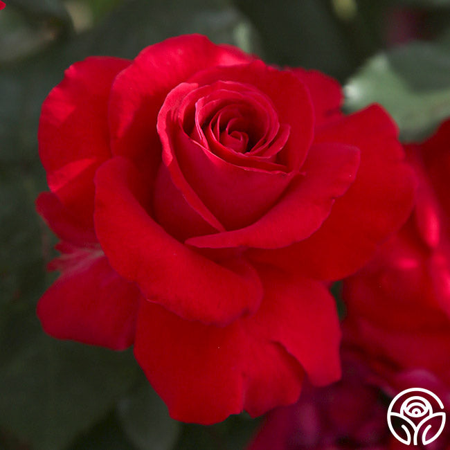 Polonaise Rose - Hardy - Lightly Fragrant – Heirloom Roses