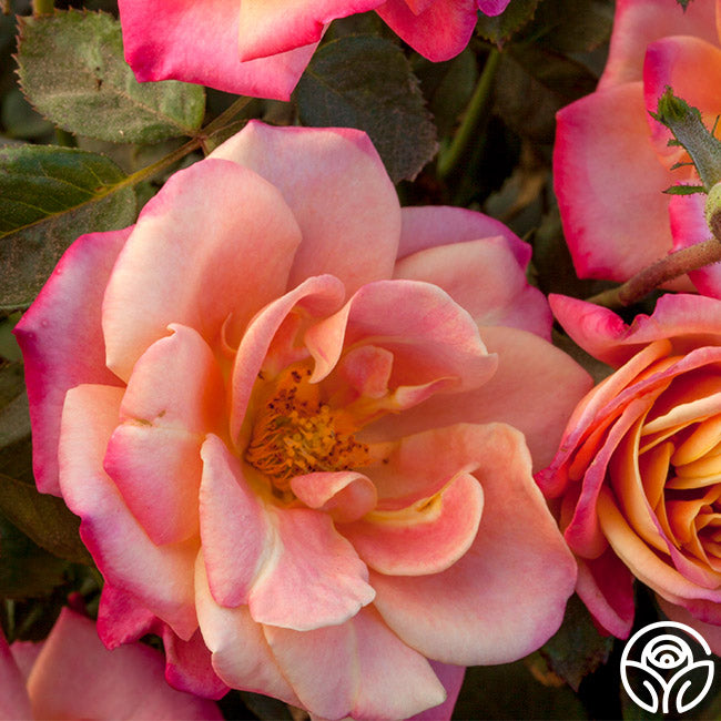 Polynesian Punch Rose - Floribunda - Moderately Fragrant – Heirloom Roses