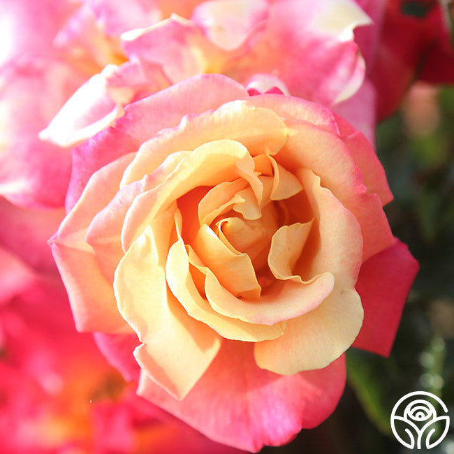 Polynesian Punch Rose - Floribunda - Moderately Fragrant – Heirloom Roses