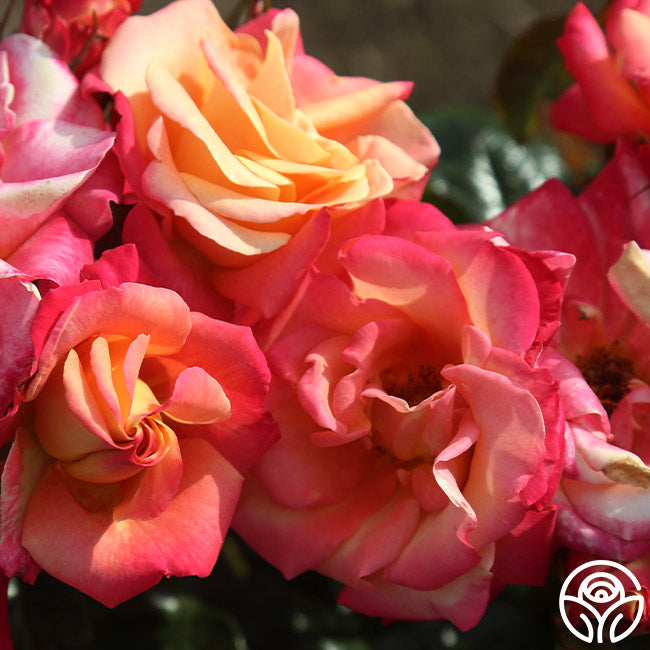 Polynesian Punch Rose - Floribunda - Moderately Fragrant – Heirloom Roses