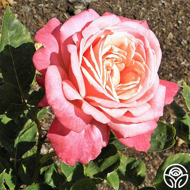 Portrait | Pink Hybrid Tea Rose Bush – Heirloom