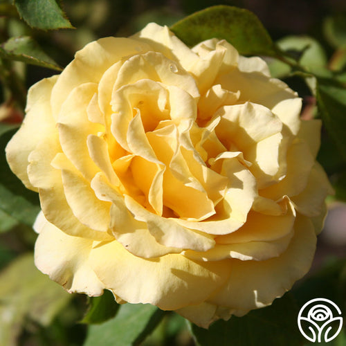 pot o gold plant Pot 'O' Gold Hybrid Tea Rose