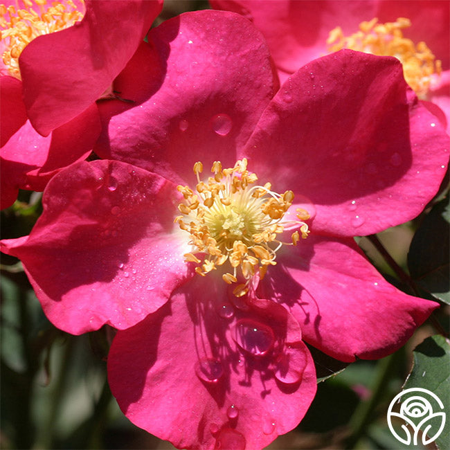 Prairie Flower Hardy Rose | Red Rose Bush – Heirloom