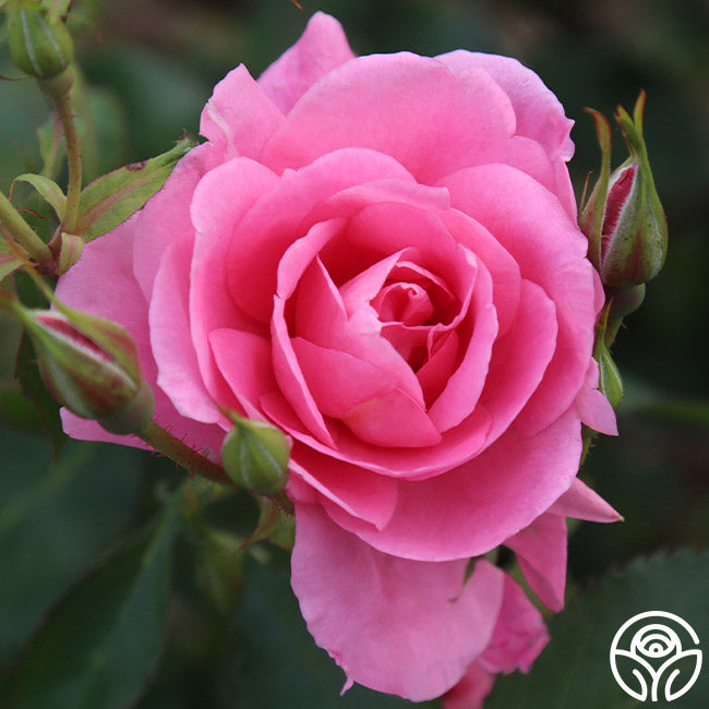 Prairie Princess Hardy Rose | Pink Rose Plant – Heirloom Roses