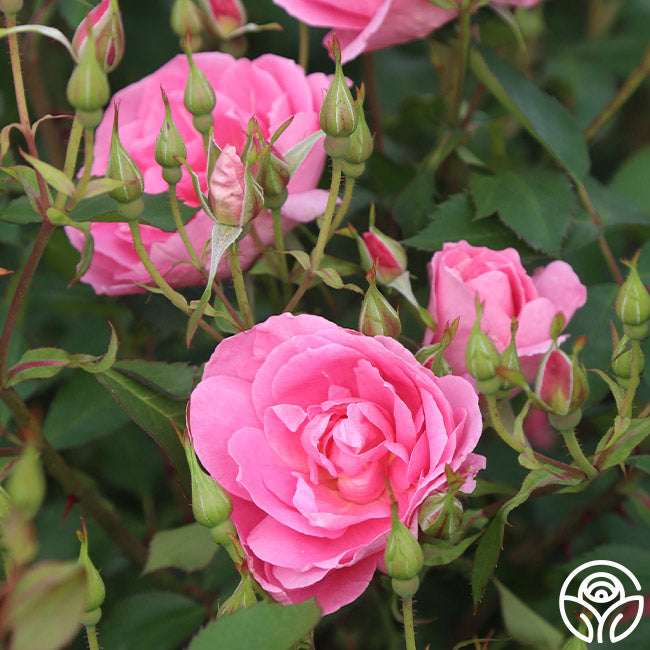 Prairie Princess Hardy Rose | Pink Rose Plant – Heirloom
