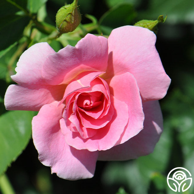 Prairie Princess Hardy Rose | Pink Rose Plant – Heirloom