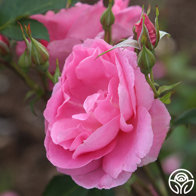 プレイリーローズ Rosa arkansana Prairie Wild Rose | Prairie Moon Nursery