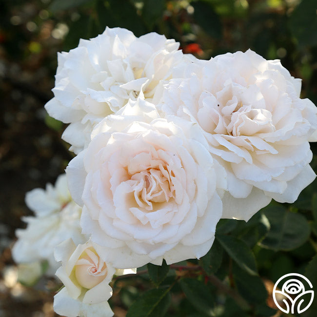 Prairie Star Hardy Rose | White Rose Bush – Heirloom