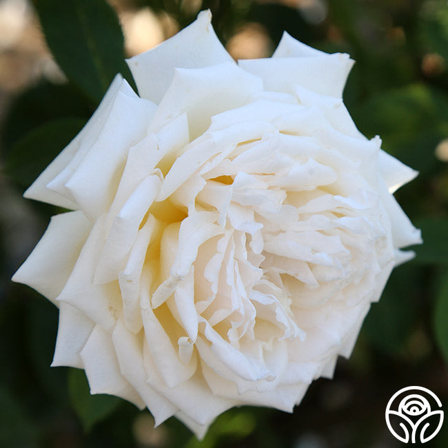 Prairie Star Hardy Rose | White Rose Bush – Heirloom
