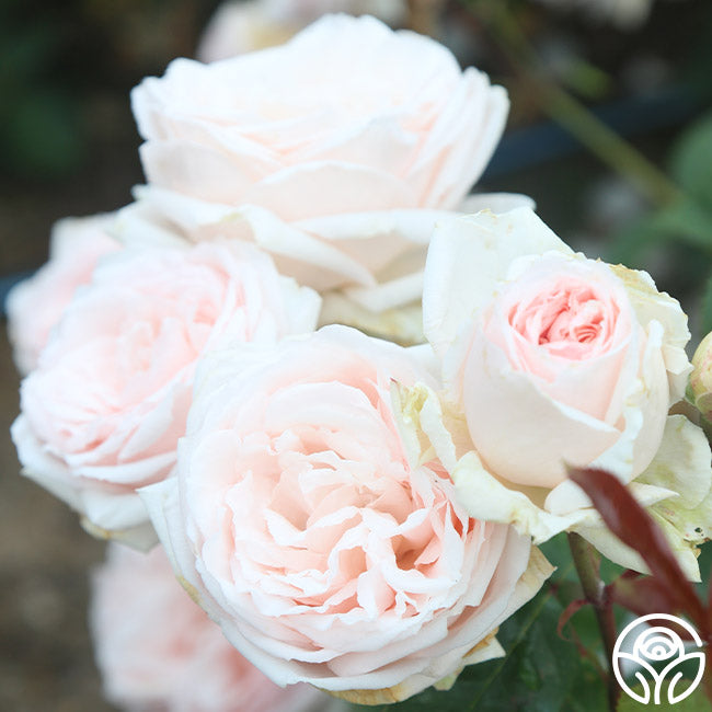 Prairie Star Hardy Rose |White Rose Bush – Heirloom Roses