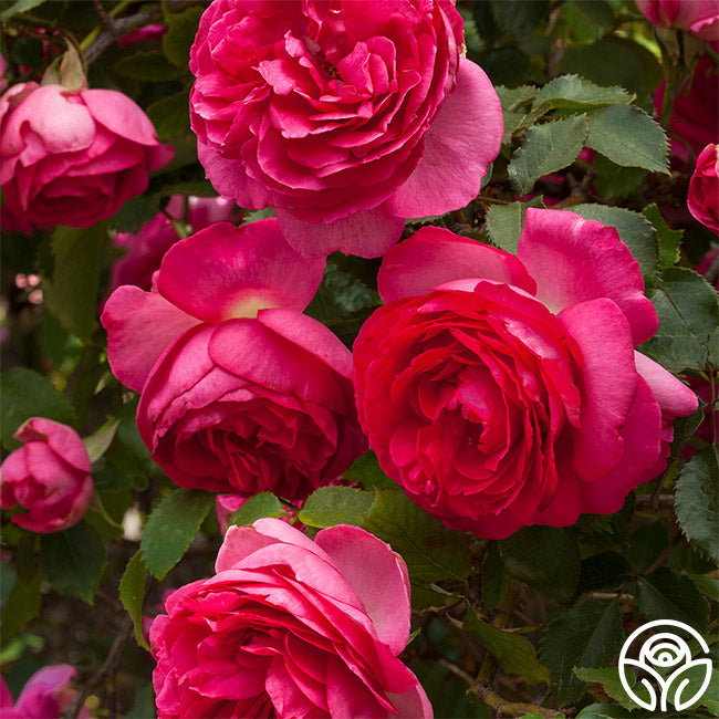Pretty in Pink Eden Climber Climbing Rose | Heirloom Roses