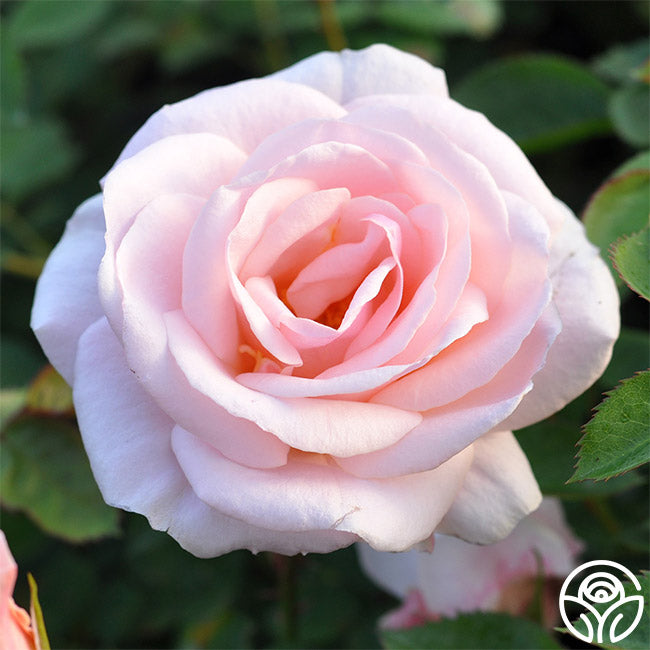 Pretty Lady Rose - Floribunda - Lightly Fragrant – Heirloom Roses