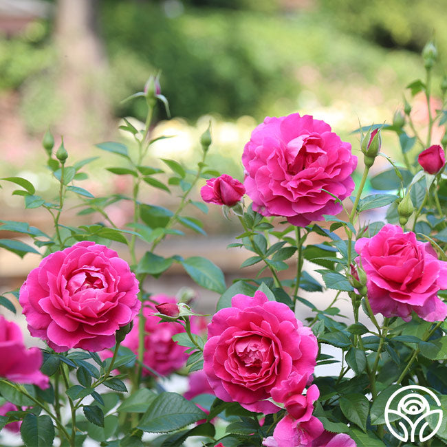Novio Hamburguesa Álgebra Pretty Lady Rose Rose - Hybrid Tea - Moderately Fragrant – Heirloom Roses