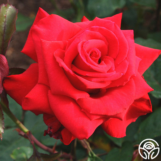 Pride Of England Hybrid Tea Rose | Red Rose Bush – Heirloom