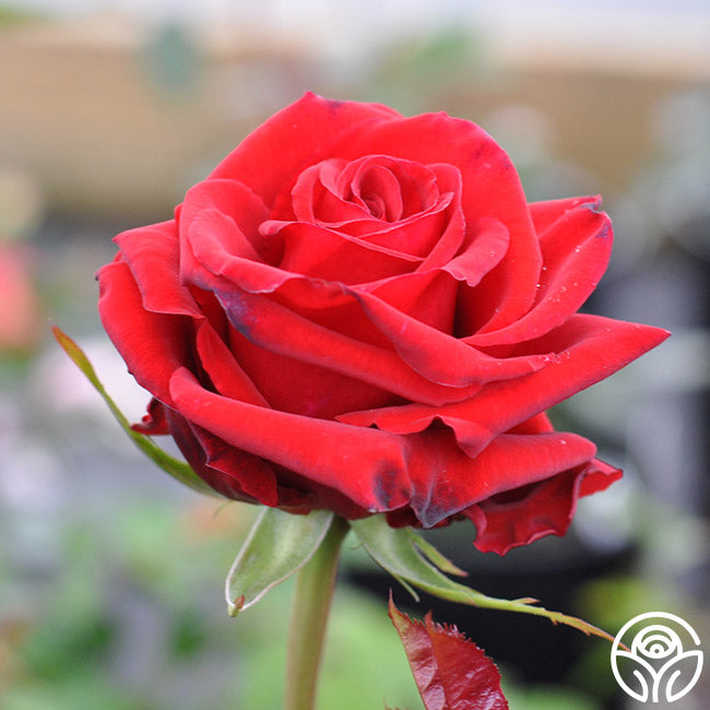 England Roses Prop Pride Of England Rose - English Legend - Lightly Fragrant – Heirloom Roses