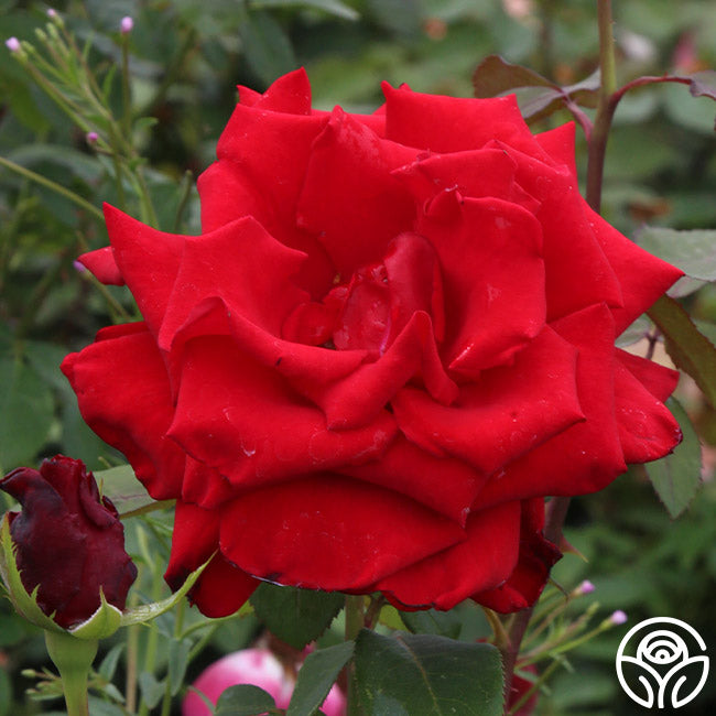 England Roses Prop Pride Of England Rose - English Legend - Lightly Fragrant – Heirloom Roses